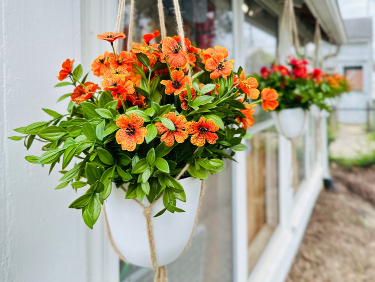 Hanging Plants