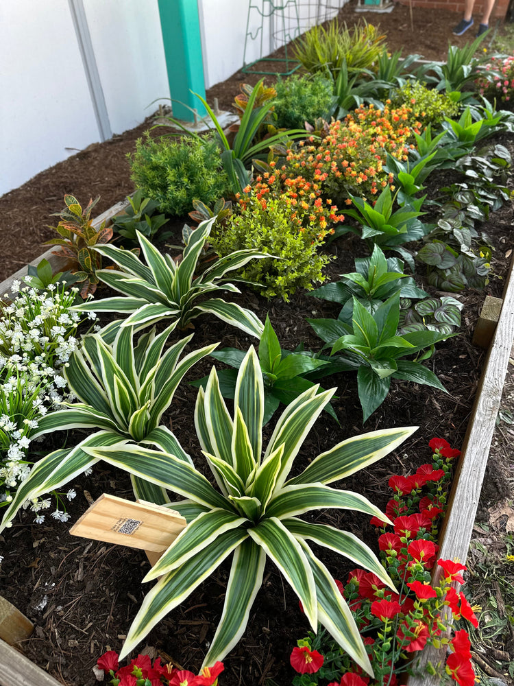 Outdoor Plants and Bushes
