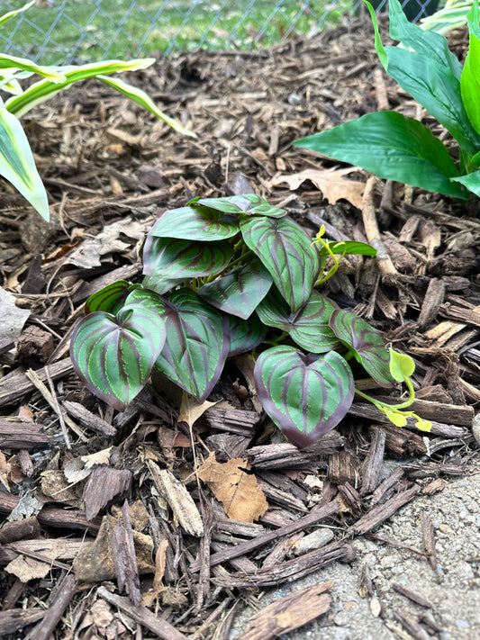Elizabeth - Artificial Peperomia Plant