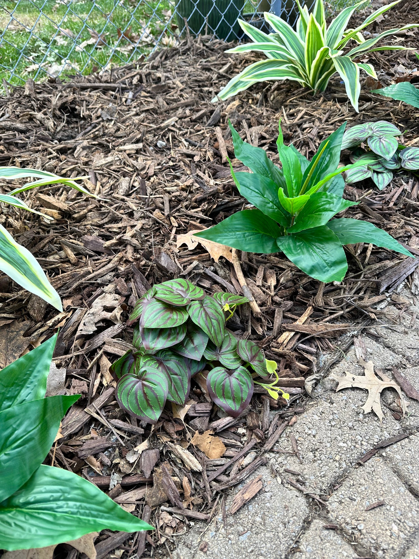 Elizabeth - Artificial Peperomia Plant