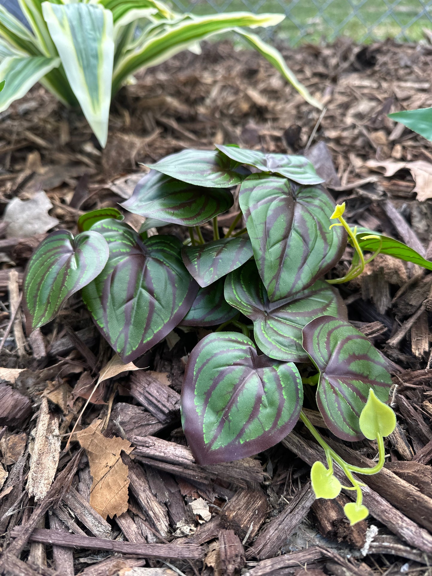 Elizabeth - Artificial Peperomia Plant