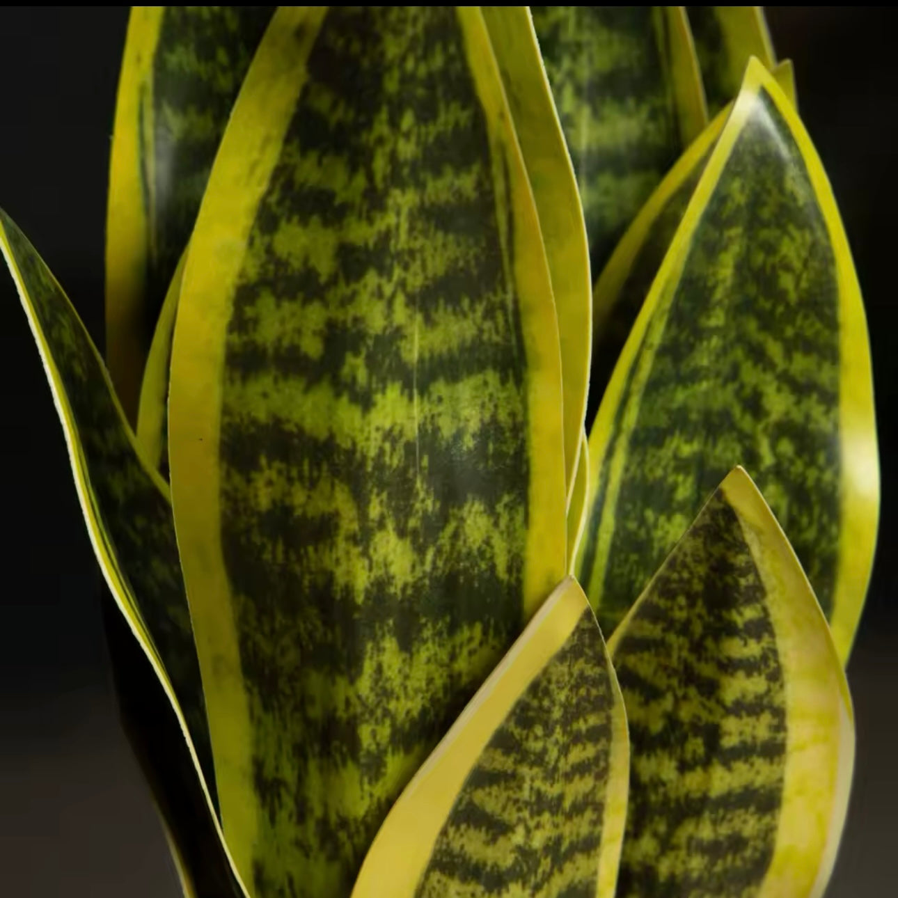 Artificial Snake Plant – 6 Leaf Sansevieria Stem (14.5” Tall) – No pot included