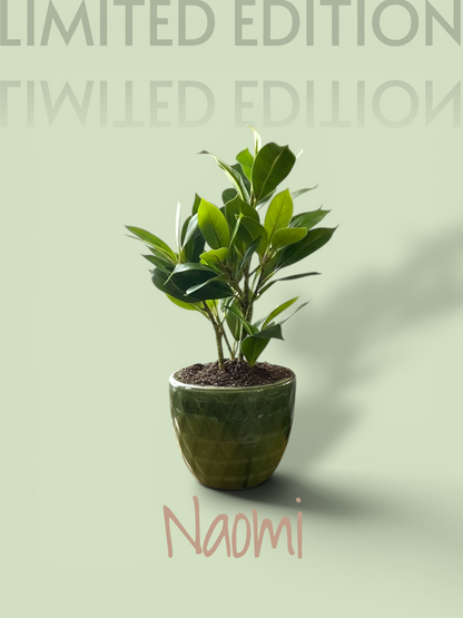 Naomi Water-Free Artificial Plant