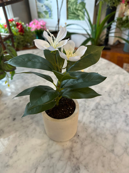 Francis - Pacific Rhododendron Artificial Indoor Plant in Cement Vase