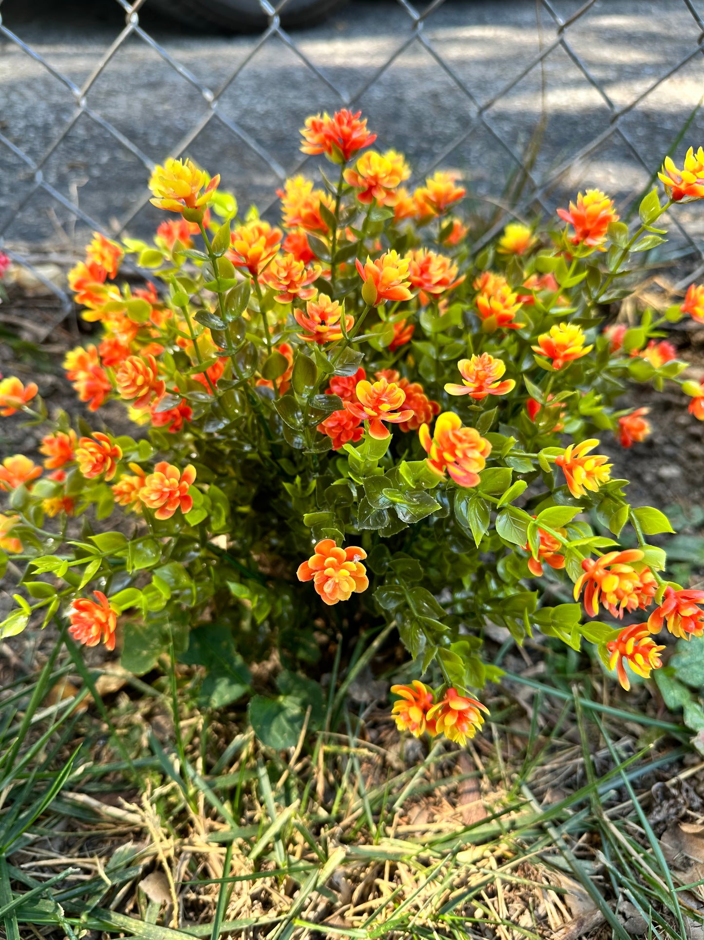 Artificial Orange Eucalyptus Plant/Bush for Garden Landscaping