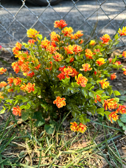 Artificial Orange Eucalyptus Plant/Bush for Garden Landscaping