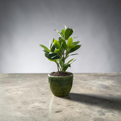 Naomi Water-Free Artificial Plant