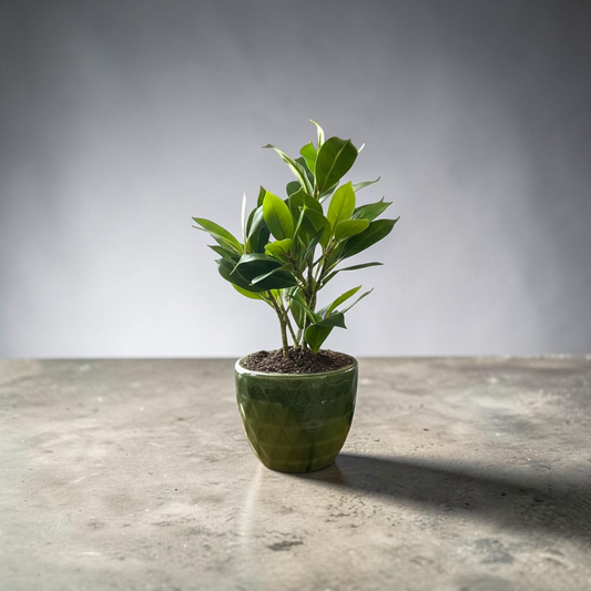 Naomi Water-Free Artificial Plant