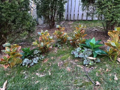 Artificial Crotons Plant for Garden Landscaping