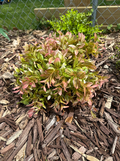 Artificial Vanilla Bush in Pink for Outdoor Greenery, Faux Plant, UV Protected