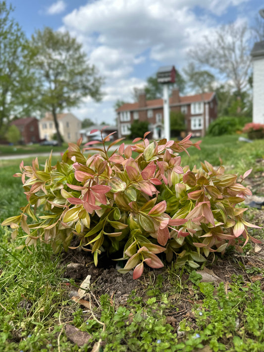 Artificial Vanilla Bush in Pink for Outdoor Greenery, Faux Plant, UV Protected