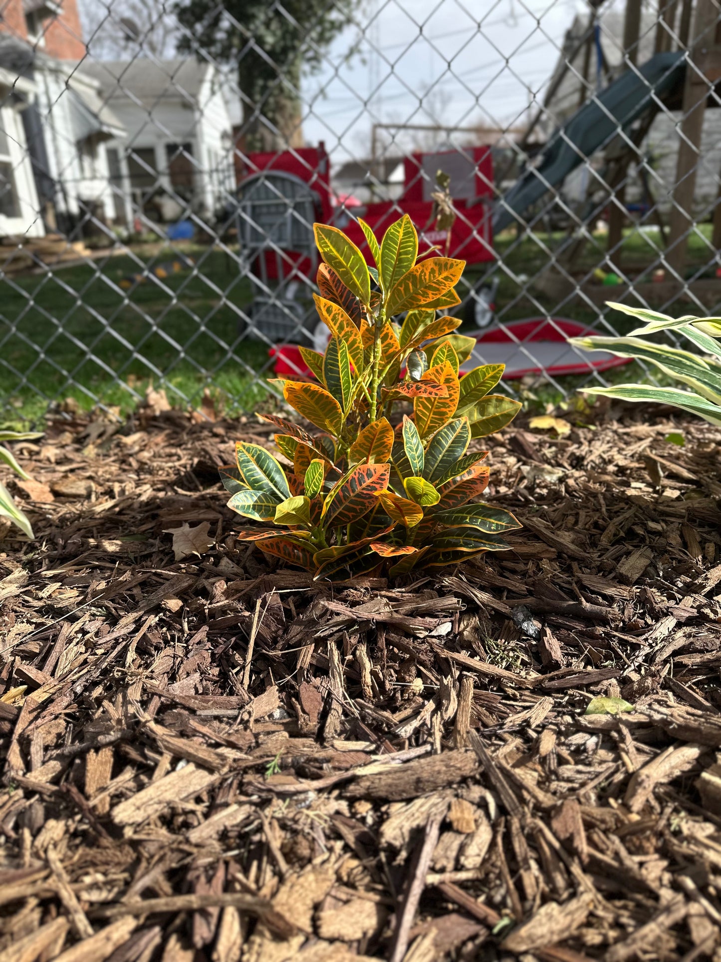 Artificial Crotons Plant for Garden Landscaping