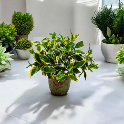 Artificial Weeping Fig (Rosemary) Plant for Garden Landscaping