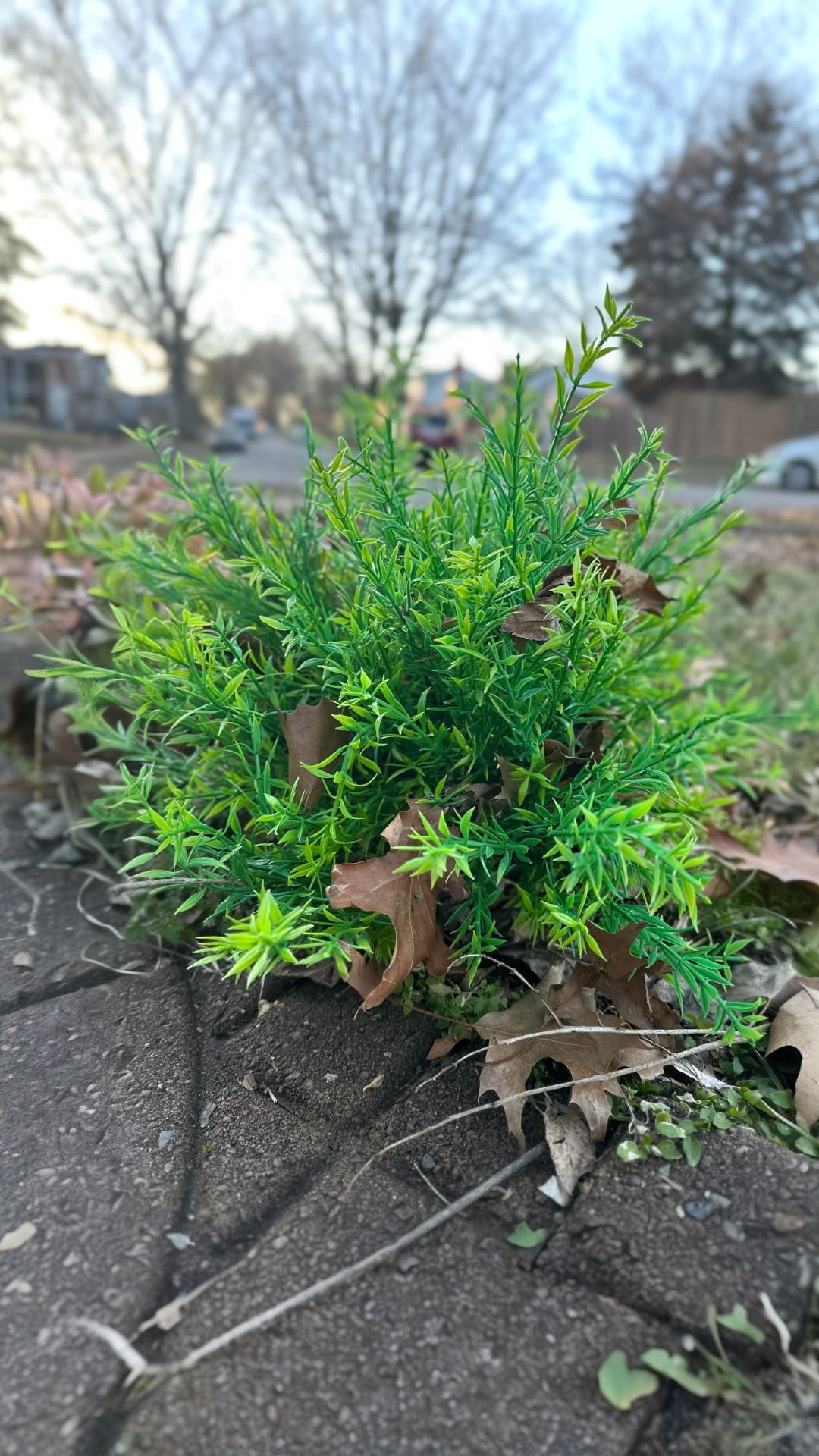 Artificial Spiky Boxwood Bush Faux Greens low maintenance