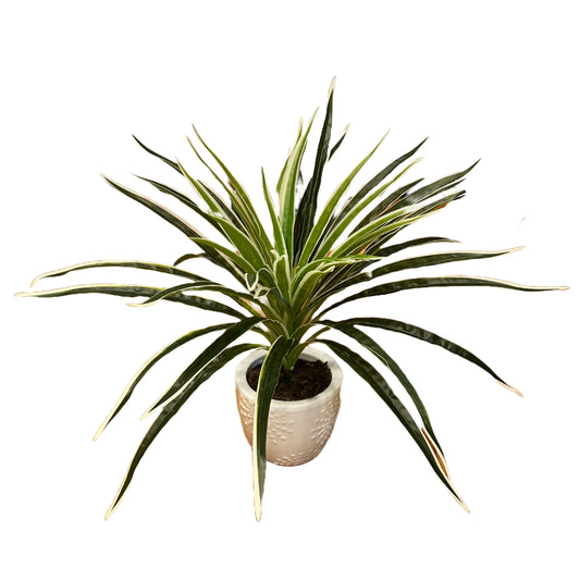 Artificial Ribbon Plant