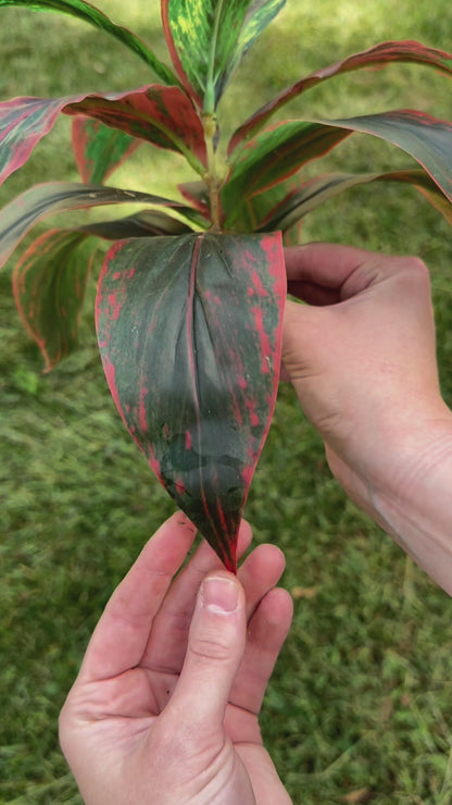 Aglaonema Fake Plant for Indoor and Outdoor for Garden Landscaping
