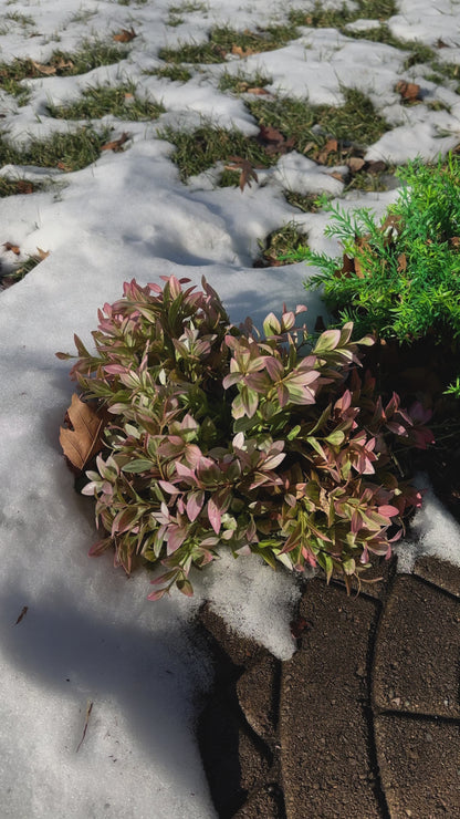 Artificial Spiky Boxwood Bush Faux Greens low maintenance